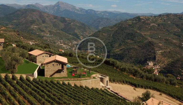 BEAUTIFUL VINEYARD NEAR MONACO