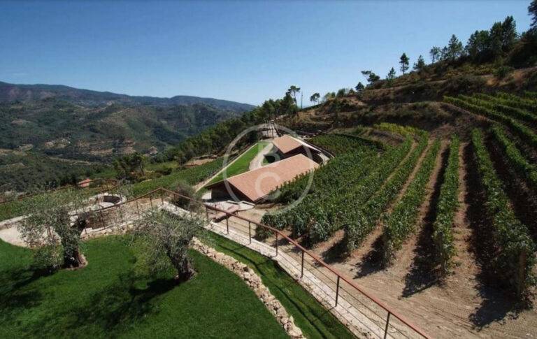 BEAUTIFUL VINEYARD NEAR MONACO