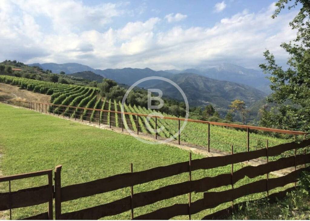 BEAUTIFUL VINEYARD NEAR MONACO