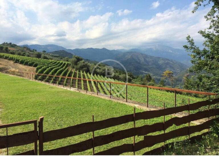 BEAUTIFUL VINEYARD NEAR MONACO