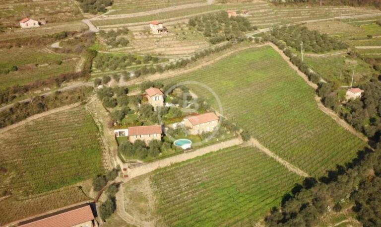 BEAUTIFUL VINEYARD NEAR MONACO